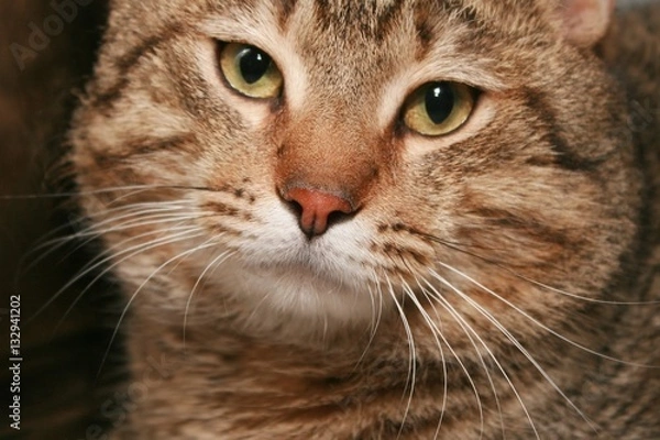 Fototapeta BROWN TABBY