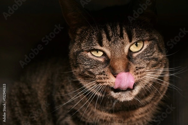 Fototapeta BROWN TABBY