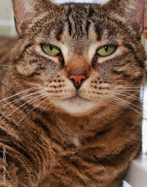 Fototapeta BROWN TABBY