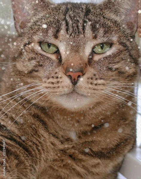 Fototapeta BROWN TABBY