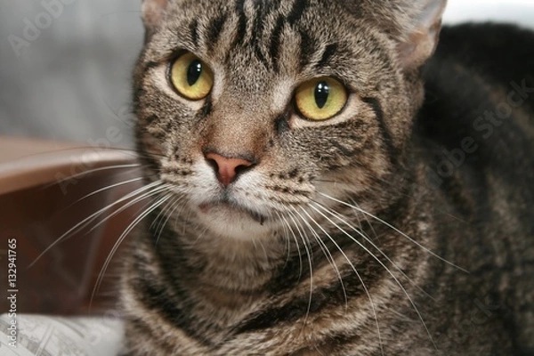 Fototapeta BROWN TABBY