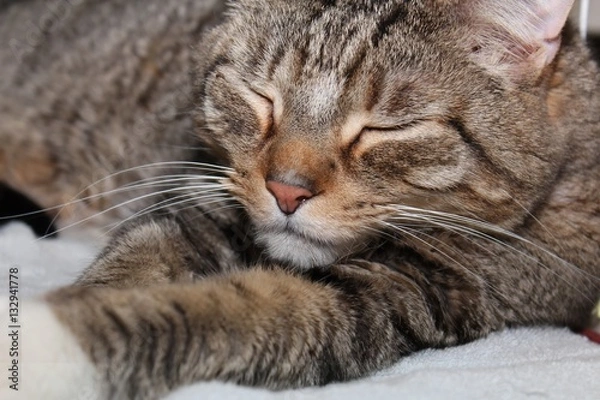 Fototapeta BROWN TABBY