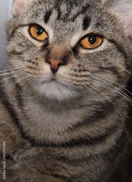 Fototapeta BROWN TABBY CAT