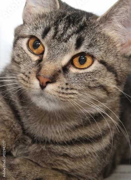 Fototapeta BROWN TABBY CAT