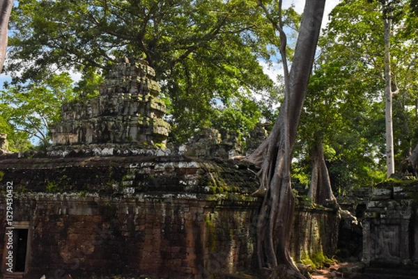 Obraz The Tombraider temple (Ta prohm) in Cambodia