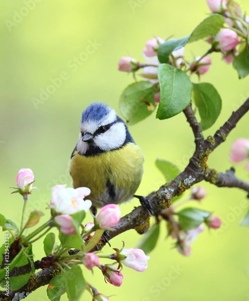 Fototapeta Eurasian blue tit on a branch