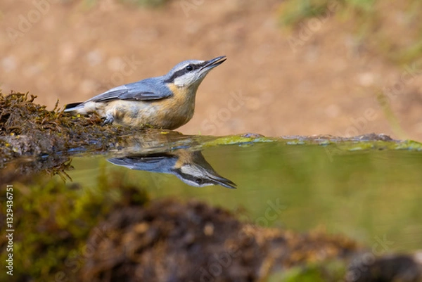 Obraz Eurasian Nuthatch came for the water