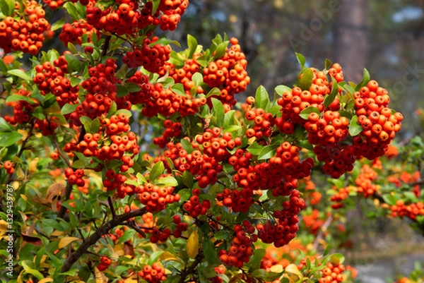 Obraz Orange Berries