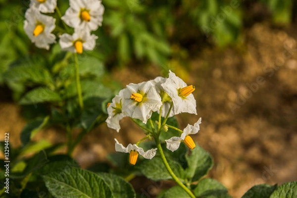 Obraz fleurs de pommes de terre