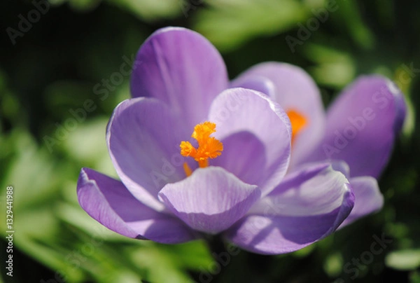 Fototapeta Close up of a fully opened lilac flower with orange stamens of woodland or early or Tommasini's crocus,  (Crocus tommasinianus)