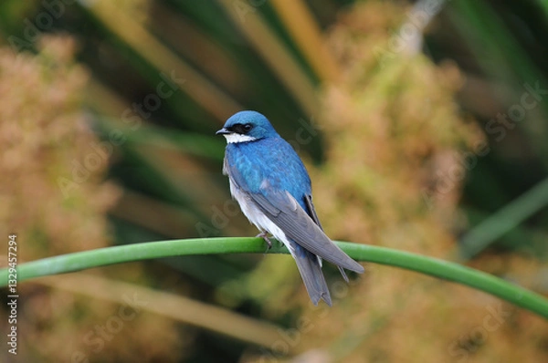 Fototapeta Tree Swallow, iridoprocne bicolor, perched on a reed in a marsh