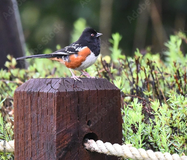 Fototapeta Spotted Towhee, Pipilo maculatus, on post.
