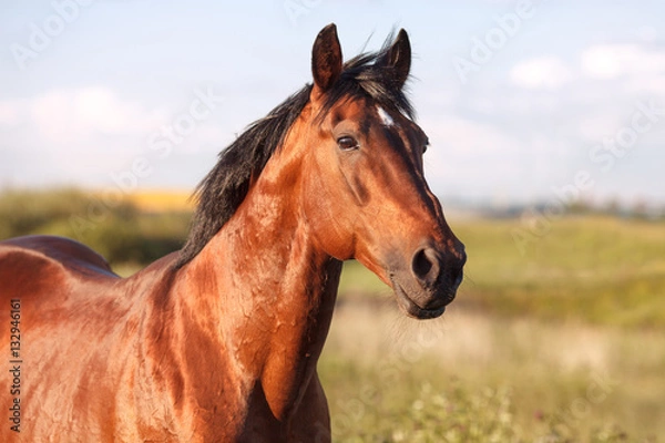 Obraz Portrait of a bay horse on  background  field
