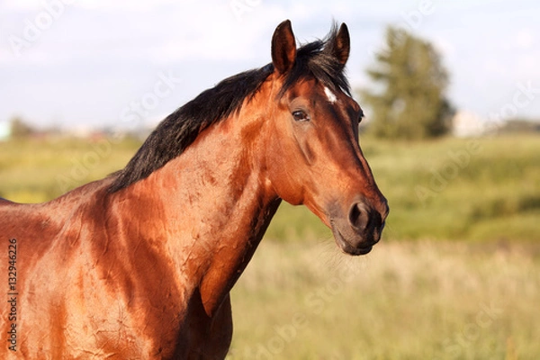 Obraz Portrait of a bay horse on background field