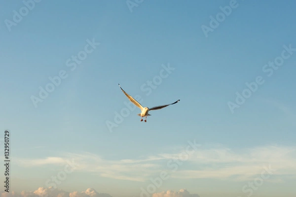 Obraz Seagull expand wings in the sky