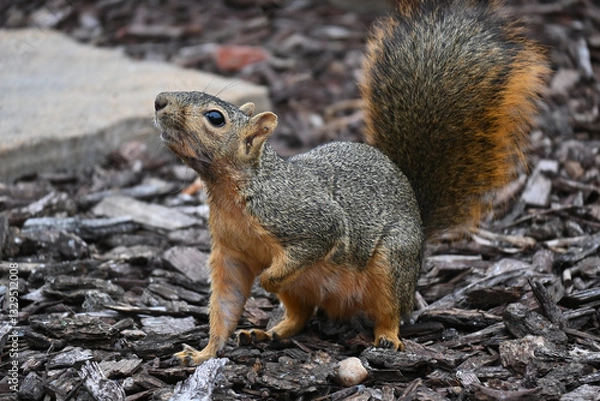 Fototapeta Fox Squirrel sniffing the air in an urban garden