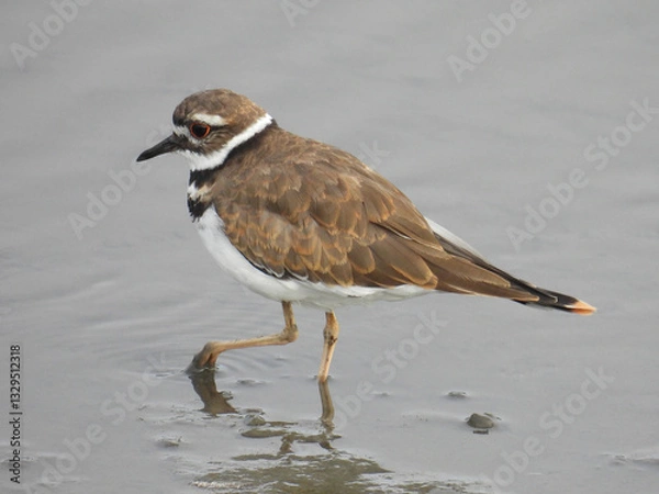 Fototapeta Killdeer, Charadrius vociferus, is the largest of the ringed plovers. Their name comes from their frequently heard call.