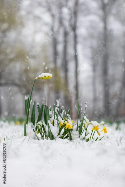 Obraz żonkile, narcyze wiosną w śniegu