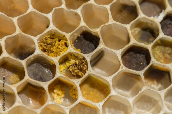 Obraz panal de abejas