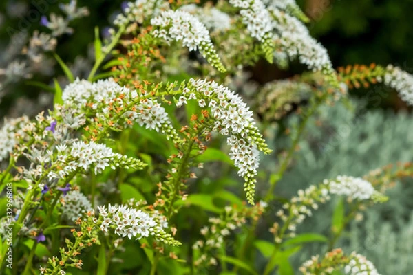 Obraz Lysimachia barystachys