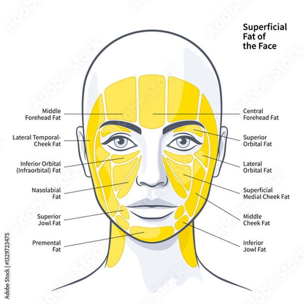 Obraz The Functional Anatomy of the Superficial Fat Compartments of the Face vector illustration