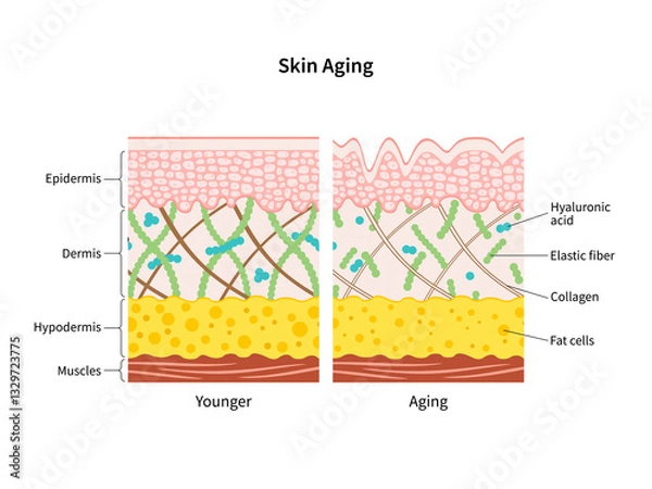 Obraz Skin aging process comparison of young and aged skin diagram illustration