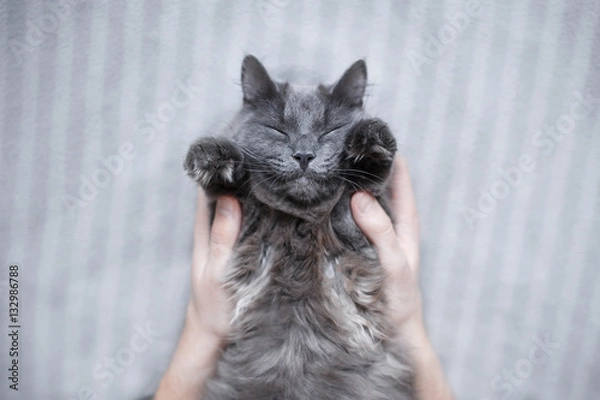 Fototapeta  Fluffy gray cat lying on the bed