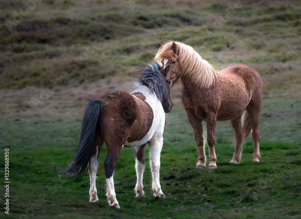 Obraz Icelandic horses engage in a gentle interaction on lush green pasture in Iceland