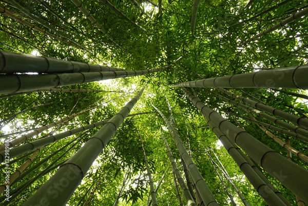 Fototapeta Bambus