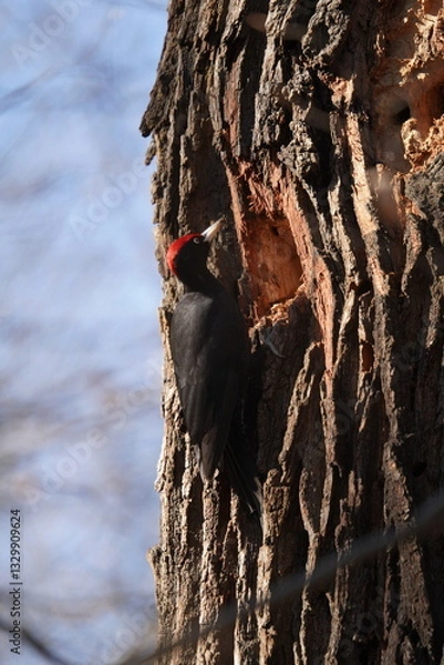 Obraz dzięcioł czarny