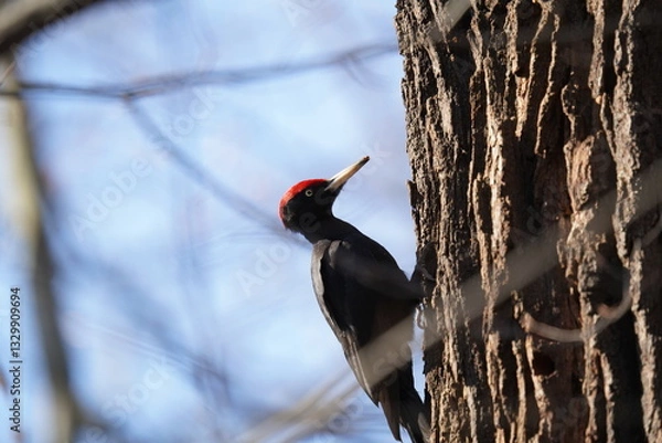 Obraz dzięcioł czarny