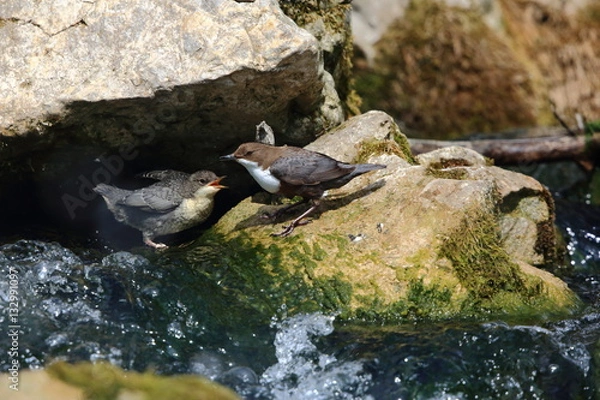 Fototapeta Wasseramsel