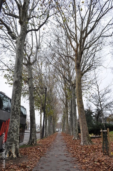 Obraz Streets Lined With Trees