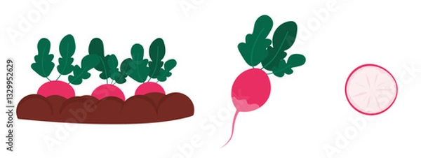 Obraz Set of radishes. Collection of spring vegetables