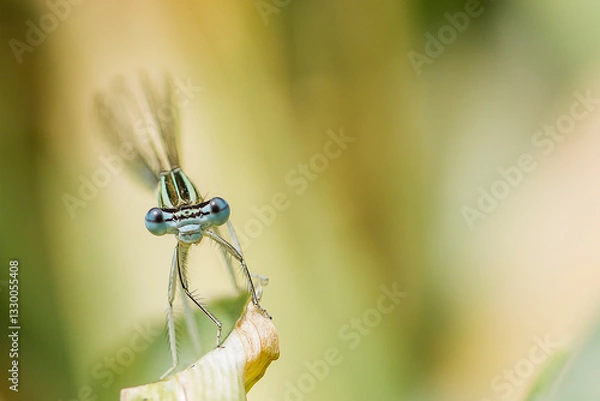 Obraz Avant la moisson