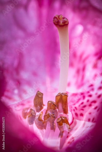 Obraz Bain douche étamine