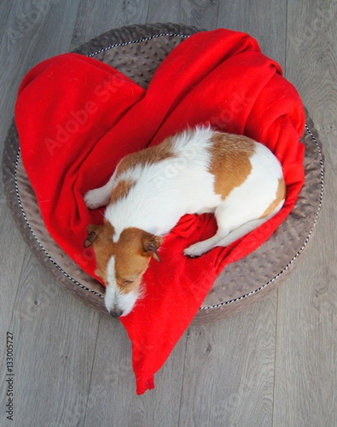 Fototapeta Heart and dog