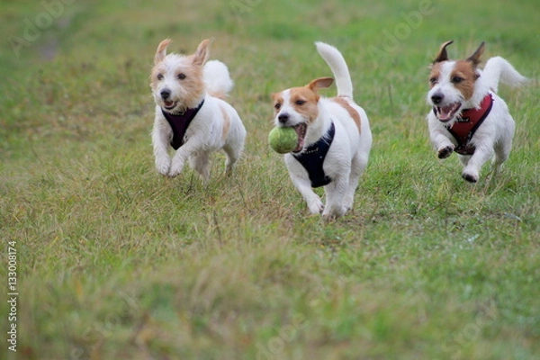 Obraz Run