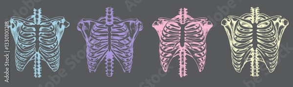 Fototapeta Illustration of a human skeleton's ribcage, displaying the intricate structure of ribs and spine in a detailed, anatomical drawing.