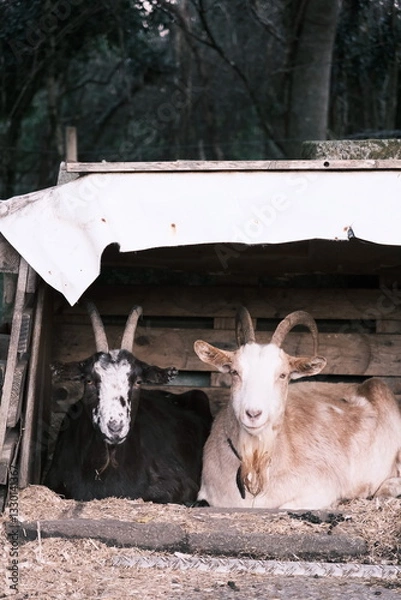 Obraz 二匹の小屋の中のやぎ