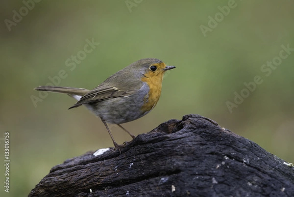 Fototapeta Robin sitting on a root