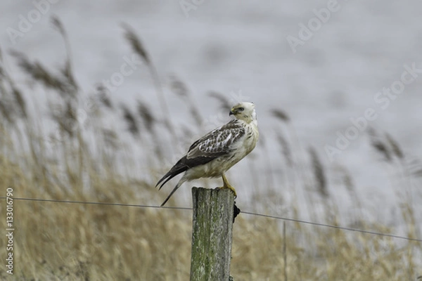 Fototapeta Buzzard sitting on a pole
