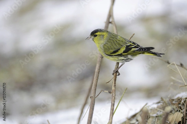 Fototapeta eurasian siskin