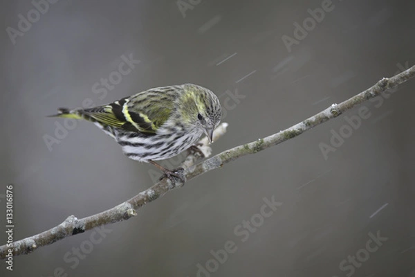 Fototapeta eurasian siskin