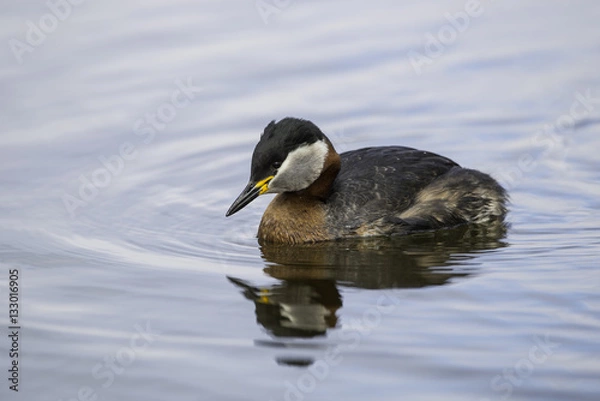 Fototapeta Red-necked grebe