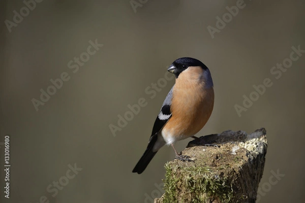 Fototapeta bullfinch