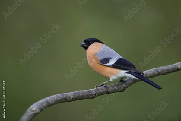 Fototapeta bullfinch
