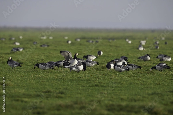 Fototapeta Barnacle Goose