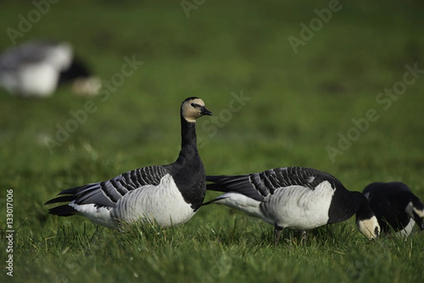 Fototapeta Barnacle Goose
