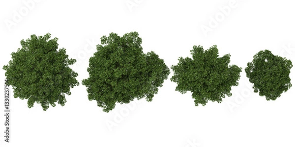 Fototapeta 3d illustration of Lonicera trees on transparent background from the top view